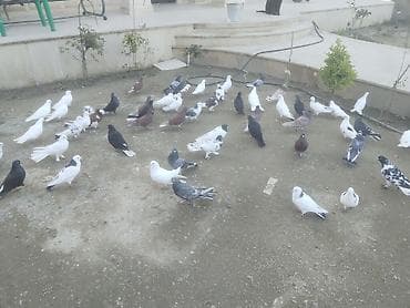 goyercin satisi: Gördüyünüz quwalarin bezileri satilir isdeyen osla elaqe saxlaya — 8
