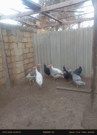 Digər avtomobillər: Erkək, Ətlik — 1