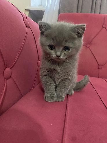 Akvariumlar: Britan — 3