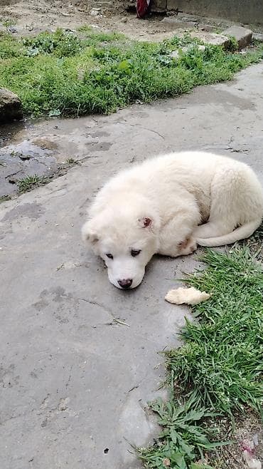 xaski ag: Ağ tüklü bala it – iri cins. - Qalın, sıx və yumşaq ağ kürk - Tünd — 8