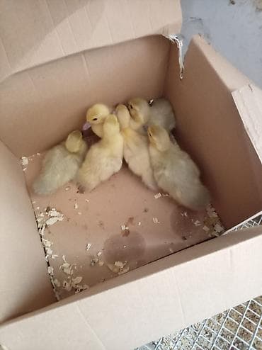 Qazlar: Təmiz qan lavanda ördək balaları satılır.10 günlük.Ünvan Xırdalan — 2
