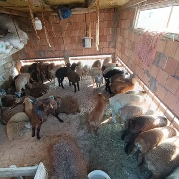 inək satılır binə: Salam əmlik qquzullar satllır ünvan bine atclk 225 den başdıyır 250 ye — 2