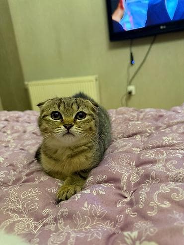 Digər heyvanlar: Şotland yastı qulaq — 3