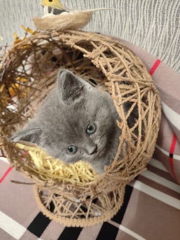 pişiklər üçün bit dərmanı: Шотландская, Самец, В добрые руки, Самовывоз — 5