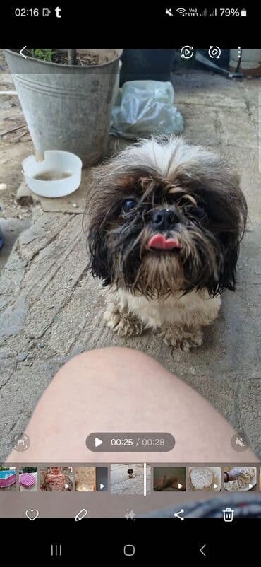 bala it satışı: Shi-tsu, 2 il — 1