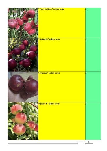 Çöl bitkiləri: Meyvə və dekorativ ağac tingləri Təsvir: - Tərtər rayonu ərazisində — 6