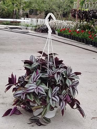 Дом и сад: Sallanan saksıda “Tradescantia zebrina” (təlxəkotu, Wandering Jew) — 3