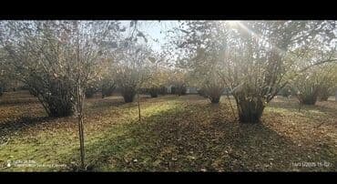 qaraçuxurda kirayə evlər 2022: 10 sot, Tikinti, Barter mümkündür, Kupça (Çıxarış) — 4