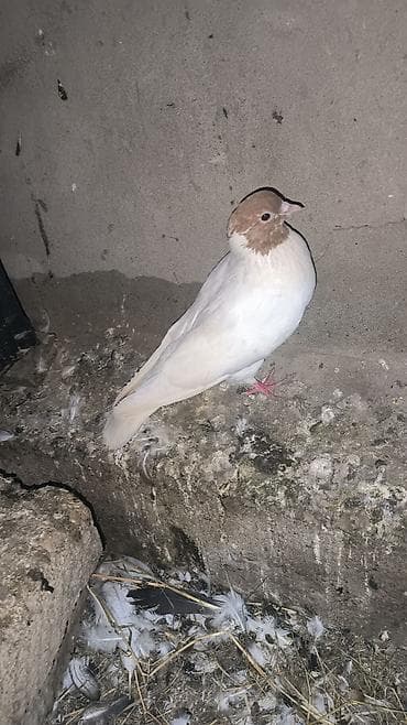 at satilir: Heyvanlar satılır 2 xoruz biri fere biride baladan qızacaq — 3