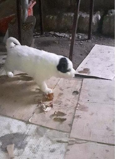 etlik cuce satisi: Qafqaz çoban iti, Dişi — 7