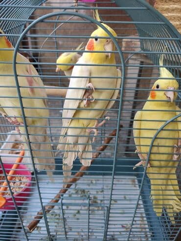 dovşan qəfəsi: Qəfəslər quşlar — 2