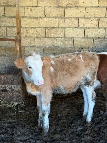 ördək balası və cücə: Saga cevirib bir bir ferqli simental balalarina baxa bilersiz — 5