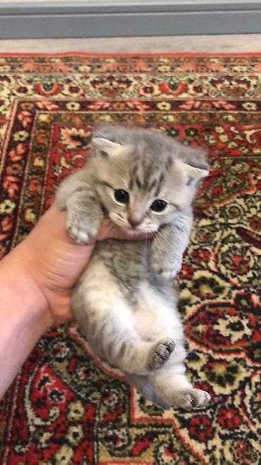 cutlesdirmek ucun pisik: Şotland yastı qulaq — 4