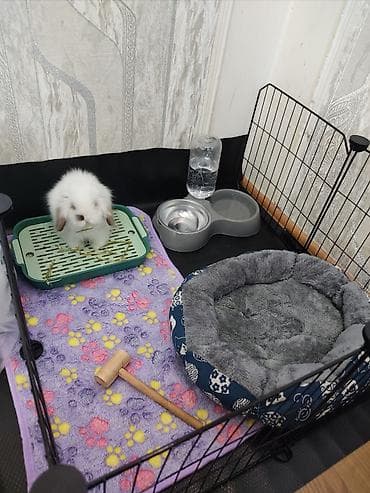 oglan it adlari: Dovşan, guinea pig və pişik üçün qəfəs və digər aksesuarlar. Qiymətlər — 6