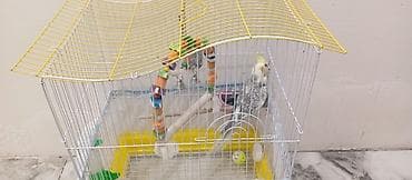 bakida it satisi: Karella erkək Tam ruçnoy əl quşudur. Xüsusiyyətlər: - Qəfəs: ağ metal — 6