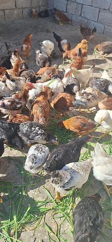 kend cucesi: Toyuq cücələri, Damazlıq — 5