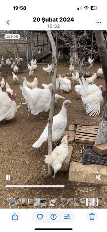 cins ineklerin qiymeti: Ağ hinduşka sürüsü (yerli təsərrüfatdan) Yumurtası 2 azn Savrolp sort — 2