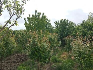 дом на колёсах: 5 комнат, 100 м², Нет кредита, Средний ремонт — 10