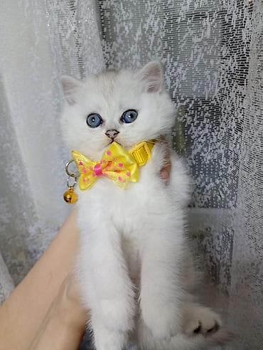 Qızıl şinşilla