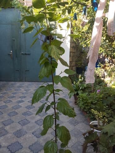 sərv ağacı: Hibiskus (Kitayski roza) 25 AZN satilir. Balacası 8 AZN satilir. Yaşıl — 1