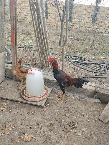 samoyed satisi: Toyuq, Damazlıq — 6