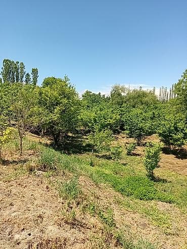 hövsanda ev satılır: 37 sot, Kənd təsərrüfatı, Kupça (Çıxarış) — 5