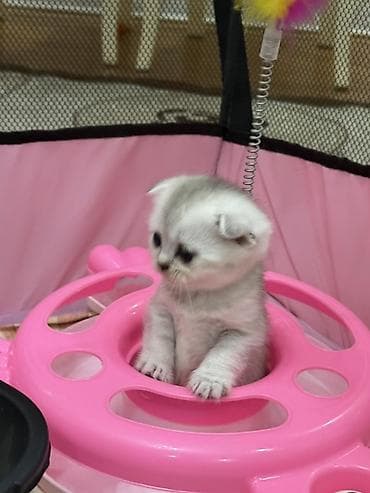 Кошки: Шиншилла, Самка, В добрые руки, Самовывоз, Платная доставка, Доставка в районы — 8