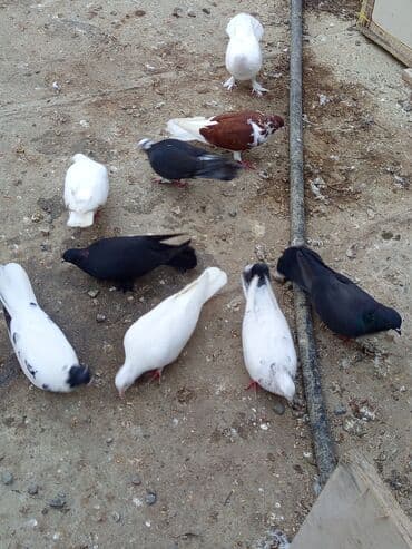 arpa bugda: Məhsul: Qırmızı çilçil ağ quyruq satılır Erkeydi sağlam quşdu tecılı — 2