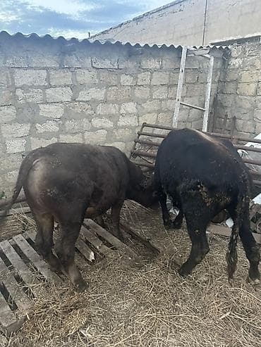 it satisi balaca: Məhsul: 2 baş heyvan (erkək danalar). Super heyvanlardi isdeyen olsa — 3