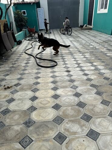 iti qovan: Alman çoban iti, 1 il, Dişi, Peyvəndli — 7