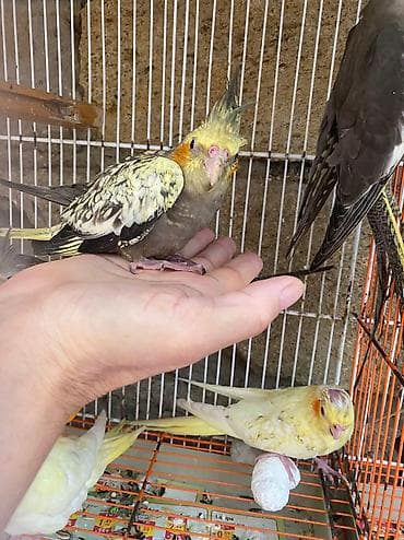 qus xana: Korella cute hazir — 3