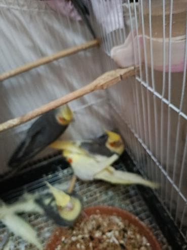 Digər heyvanlar: Nimfa (Cockatiel) papağanları – müxtəlif rənglər - Növ: Nimfa — 4