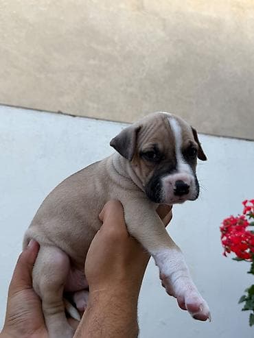 İtlər: Pitbul, 1 ay, Peyvəndli — 3
