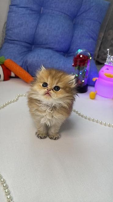 heyvan bazari: Britaniya uzun tüklü (British Longhair) balaca pişiklər - Cinsi: uzun — 3
