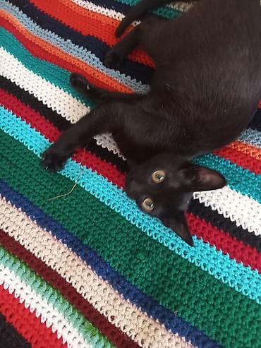 pişiyler: Yaxşı əllərə — 2