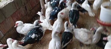 bıldırcın satılık: Təcili satılır.Real alıcılar əlaqə saxlaya bilər — 8