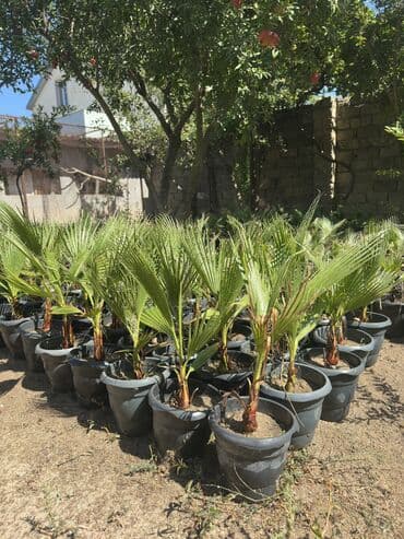 Vaşinkton palmasi (qiymət 5 - 10 manat ) (500-550 dənə var ) Böyuk lalafo.az -da Vaşinkton palmasi (qiymət 5 - 10 manat ) (500-550 dənə var ) Böyuk