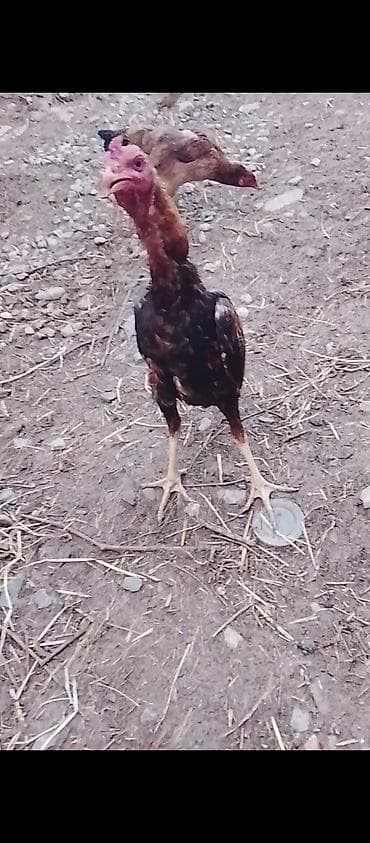 cins dana: Məhsul: Uzunboyun, yalınboyun tipli döyüş/yerli cins xoruz Təsvir: - — 1