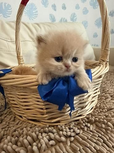 Gəmiricilər: Fars — 2