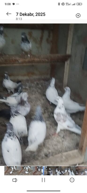 goyərcin yuva: 13 dene pakistan hazir cutlerde var icersnde — 3