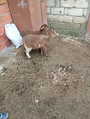 İtlər: Məhsul: Cavan quzular Təsvir: - Ətlik və damazlıq üçün yararlı — 3