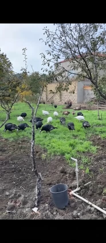 Erkək, Amerika, Ətlik, Ünvandan götürmə, Ödənişli çatdırılma