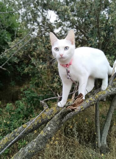 tüksüz pişiklər: Erkək, Dişi, Yaxşı əllərə, Ödənişli çatdırılma — 1