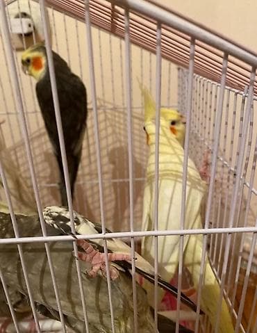 alpet zoo: Dağıstan sortu cüte hazır dişi ve erkək korellar var sağlam quşlardır — 5