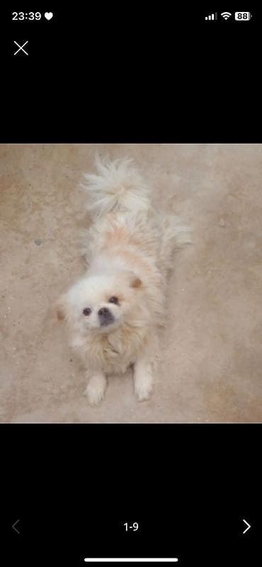 tap az pitbull: Pekines, 3 il, Dişi — 2