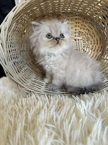 Gəmiricilər: Fars — 6