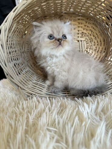 şotlan pişik: Şotland yastı qulaq, Erkək, Dişi, Yaxşı əllərə, Ünvandan götürmə, Pulsuz çatdırılma, Ödənişli çatdırılma — 19