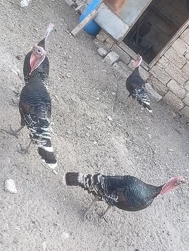 kend çolpası: Salam tam sağalm heyvalınları Di Bronza Cinsi peyvəndəlir vurulub 2 — 3