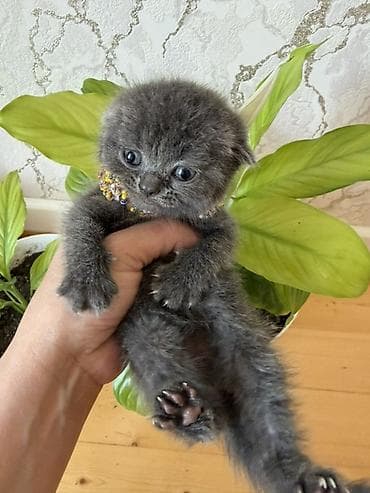 paroda pişik: Şotland yastı qulaq — 5