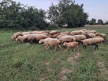 metis qoyun: Qoyun sürüsü satılır - Növ: yerli qarışıq cins ana qoyunlar və — 2